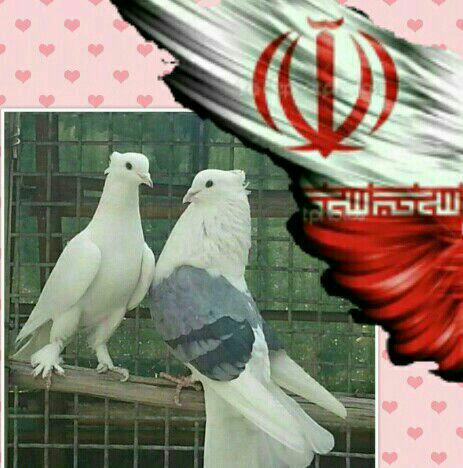 کانال ایران کبوتر
